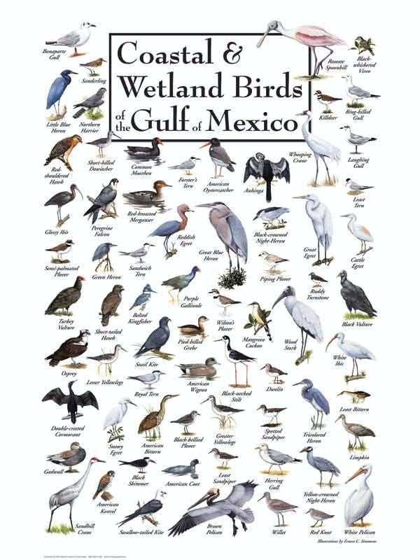 Birds of the Gulf of Mexico 550 Piece Puzzle