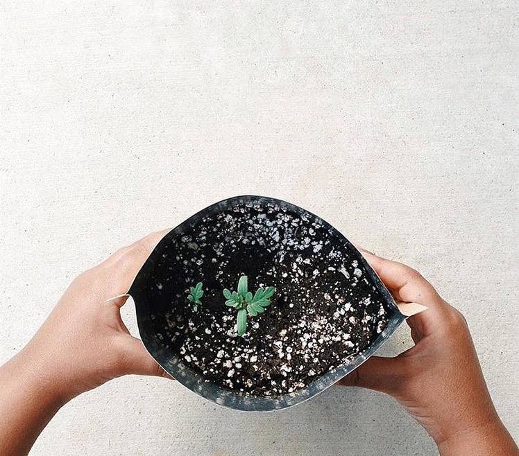 Kids Garden in a Bag | Sunflower | Learning | Best Seller