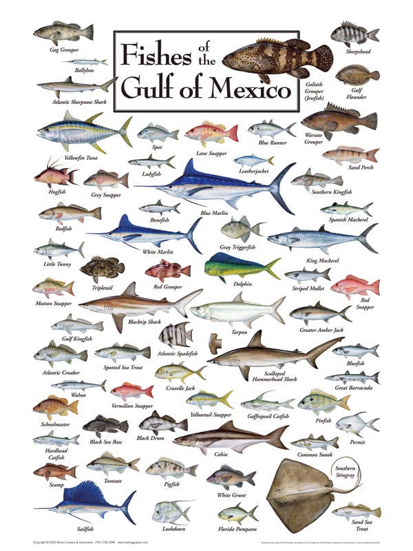 Fishes of the Gulf of Mexico 550 Piece Puzzle